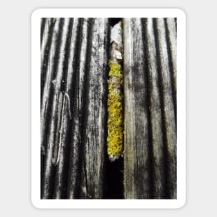 Yellow Lichen stuck in deck Sticker